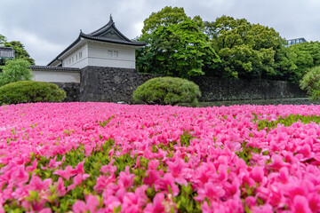 Outside the walls of the Imperial Palace East Gardens in Tokyo, Japan, the last azaleas are still...