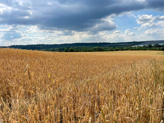 A beautiful field of golden wheat and sky
