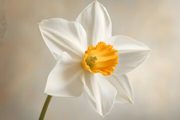 Fototapeta premium a single white flower with a yellow center