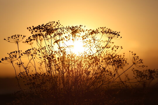silhoutte of ammi majus at sunset