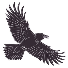 Obraz premium Vector illustration of a majestic black raven in flight against a clean white background