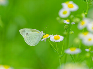 ヒメジョオンの花蜜を吸うモンシロチョウ