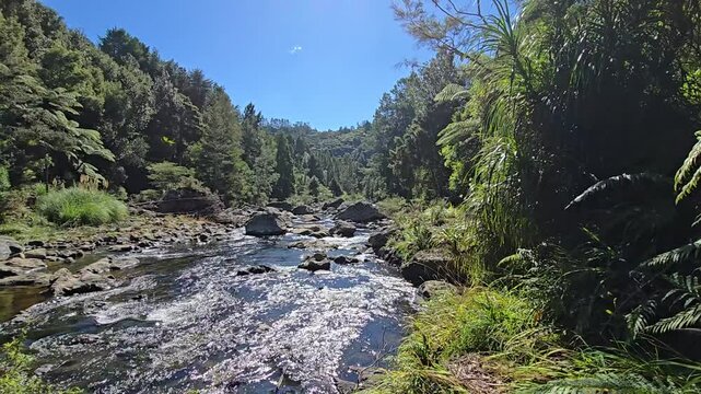 Footage of a Calm, Peaceful Stream