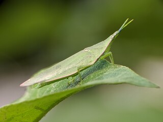 Acrida Cinerea on a leaf with blur background	