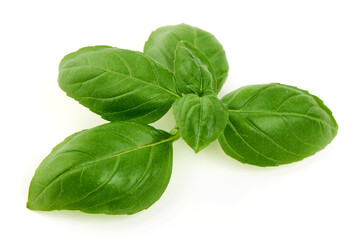 Basil Leaves Ocimum basilicum, isolated on white background