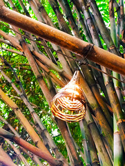 Handcrafted Bamboo Lamp Hanging in a Lush Bamboo Grove
