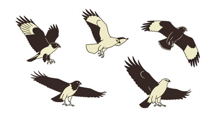 Obraz premium Common buzzard birds in different poses and angles in flat illustration 
