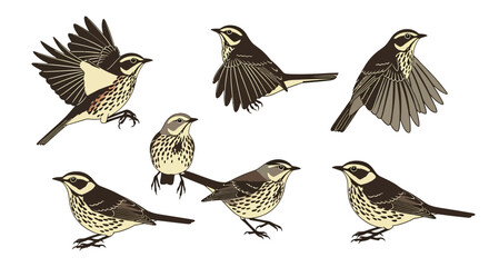 Thrush songbirds in different poses and angles  