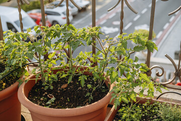 hobbies gardening on the balcony Potted herbs and vegetables thrive in terracotta containers on a...