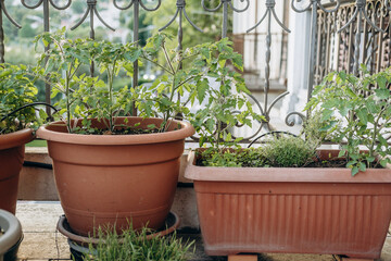 hobbies gardening on the balcony Potted herbs and vegetables thrive in terracotta containers on a...