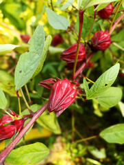 Vibrant Red Roselle (Hibiscus Sabdariffa) Calyces on Plant