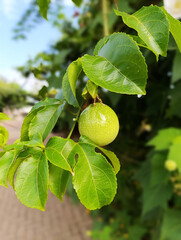 Unripe Green Passion Fruit Growing on Vine with Lush Leaves