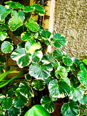 Variegated Polyscias Scutellaria Leaves Against Textured Wall