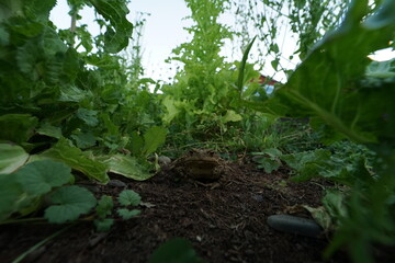 Common toad (Bufo bufo) rare found in czech garden taken on wide angle lens during hot summer evening.