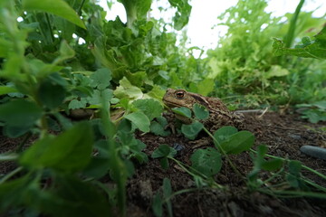 Common toad (Bufo bufo) rare found in czech garden taken on wide angle lens during hot summer evening.