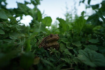 Common toad (Bufo bufo) rare found in czech garden taken on wide angle lens during hot summer evening.