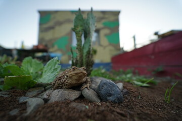 Common toad (Bufo bufo) rare found in czech garden taken on wide angle lens during hot summer evening.