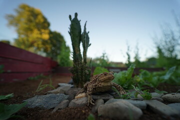 Common toad (Bufo bufo) rare found in czech garden taken on wide angle lens during hot summer evening.