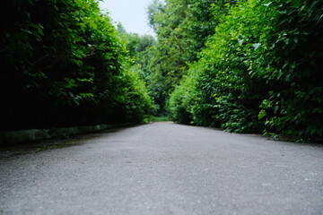 A perspective shot of a narrow paved path bordered by lush green hedges, leading into a dense...