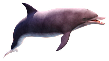 3D Rendering Dolphin on White