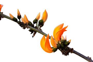 Butea monosperma is a species of flowering plant in the monosperma family.