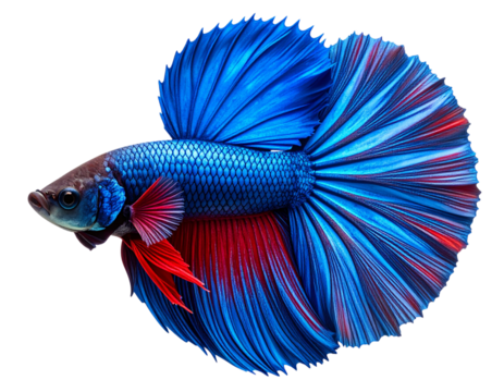 Top-Down Digital Illustration of a Betta Fish with Spread Fins, Isolated on White Background - Powered by Adobe