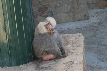 Baboon Zoo Enclosure Sitting - A baboon sits in a zoo enclosure, likely for protection and...