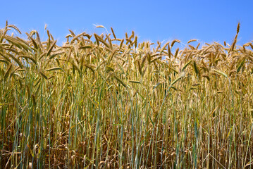 Endless Rye Field Bathed in Sunlight and Sky