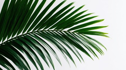 Obraz premium Vibrant green palm leaf with detailed fronds on a white background for tropical decoration.