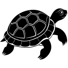 Fototapeta premium turtle on a white background