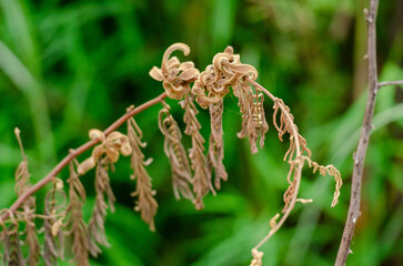 Dryness of leaves in green
