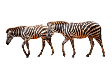 Two zebras walking separately on a white background.
