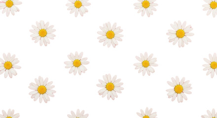 Obraz premium Seamless Pattern of White Daisy Flowers on White Background