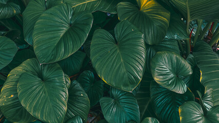 Green leaves for background