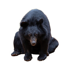 Fototapeta premium Black bear isolated on white background. Ursus americanus