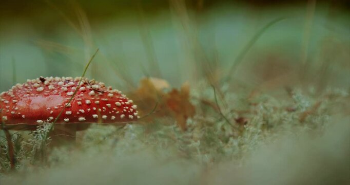 Amanita muscaria, commonly known as the fly agaric or fly amanita In Autumn Forest In Belarus. Mushroom In Autumn Forest In Europe