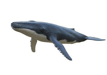 Naklejka premium A humpback whale swims viewed from below its grey body contrasting against a stark black background