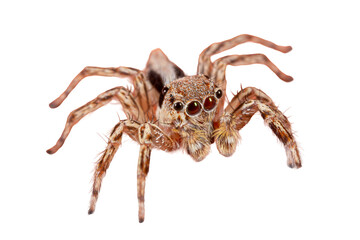 jumping spider isolated on white background. macro. close up.