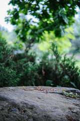 A large, textured rock with lichen in the foreground, set against a backdrop of varied green foliage in soft focus.