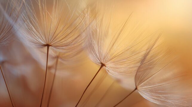 Close-up of dandelion seeds with soft golden sunlight and blurred background.