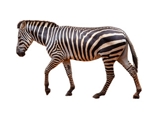 Zebra isolated on white background