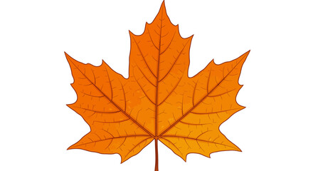 Fototapeta premium Vector Drawing of a Maple Leaf with Veins – Detailed Botanical Illustration Isolated on White