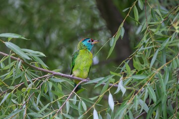 A colorful bird perched on a branch