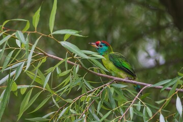 Vibrant bird on a leafy branch