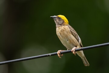 Yellow-capped bird on a wire