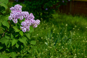 Spring bush of pink lilac in the garden park. Solitude