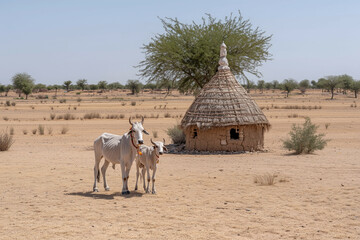 two white bulls standing in front of a hut with thatched roof and straw walls and a straw roof