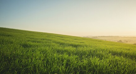 Serene Rolling Hills Lush Green Field at Sunrise