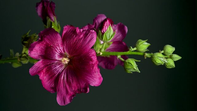Pink Malva Bloom Flowers and Buds on a color Background