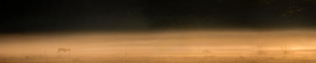 Young Roe deer buck walking in the fog in a plain at sunrise. Capreolus capreolus, Sologne, Loiret 45, région Centre Val de Loire, France, European Union, Europe